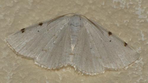 Réf. 302 366 : Lomographa bimaculata